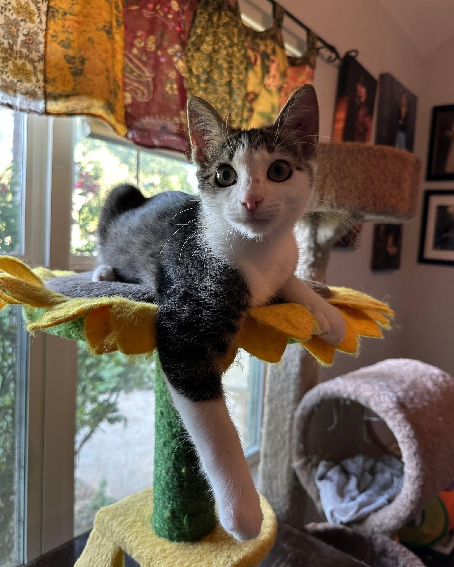 Fritter photo