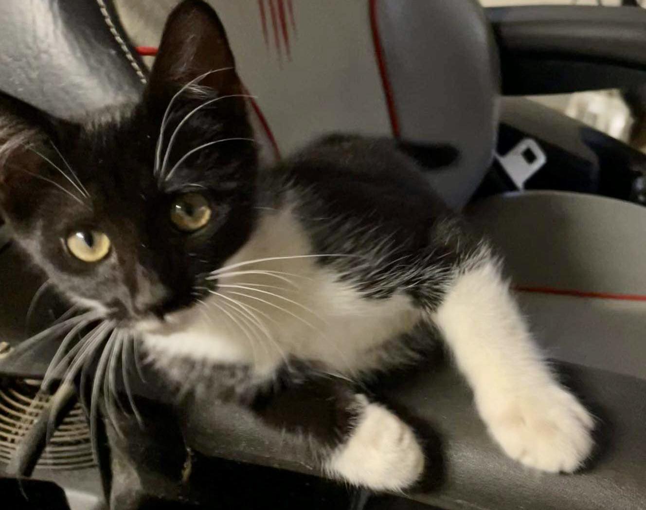 Enlarge Mocha, a Adopted Domestic Short Hair in Salisbury, NC image 3/4