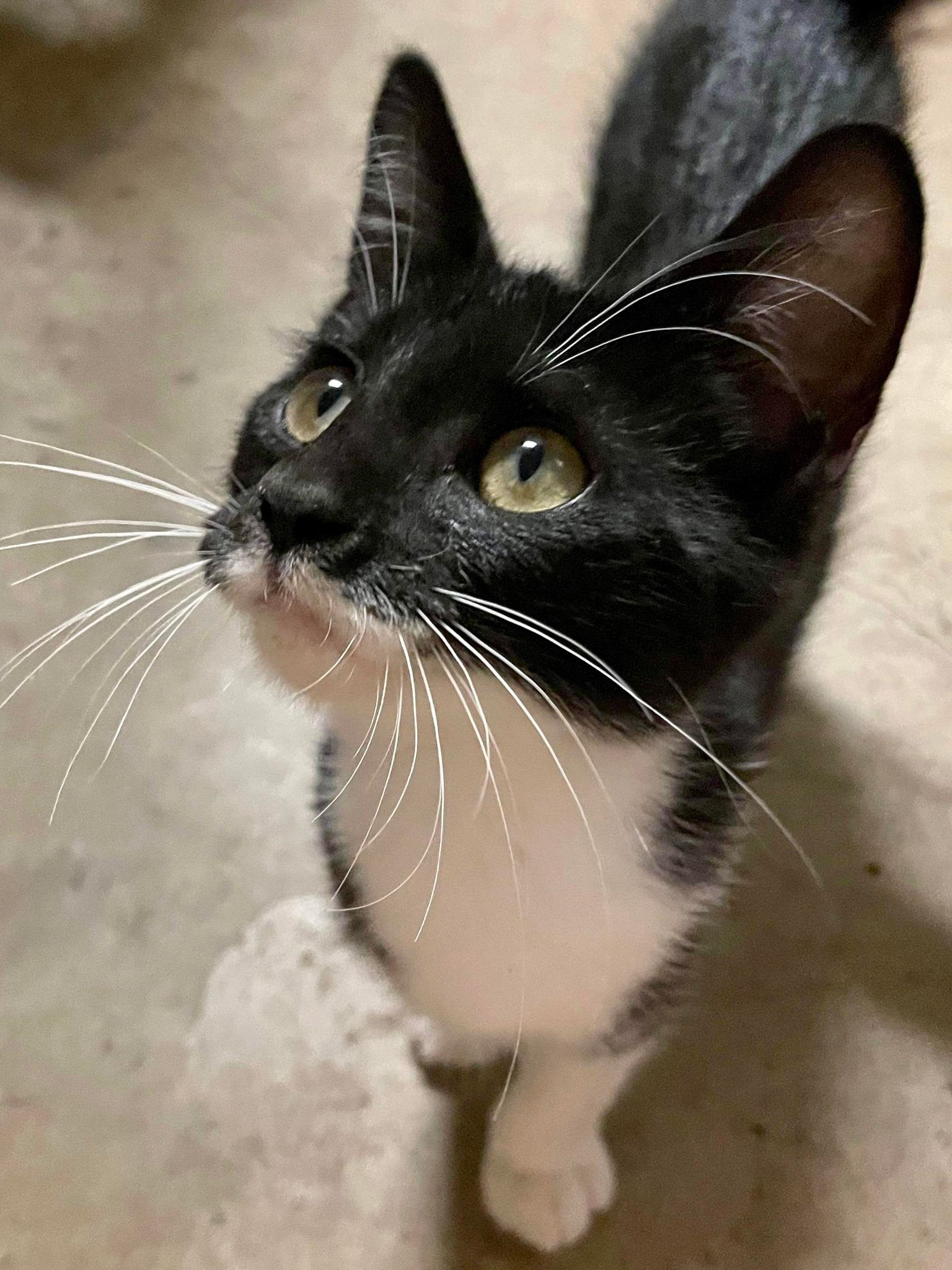 Enlarge Mocha, a Adopted Domestic Short Hair in Salisbury, NC image 2/4