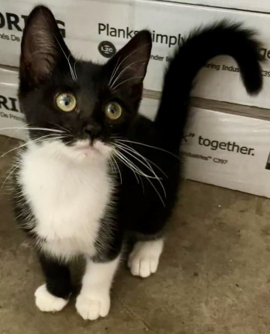 Mocha, Adopted, Kitten Female Domestic Short Hair.