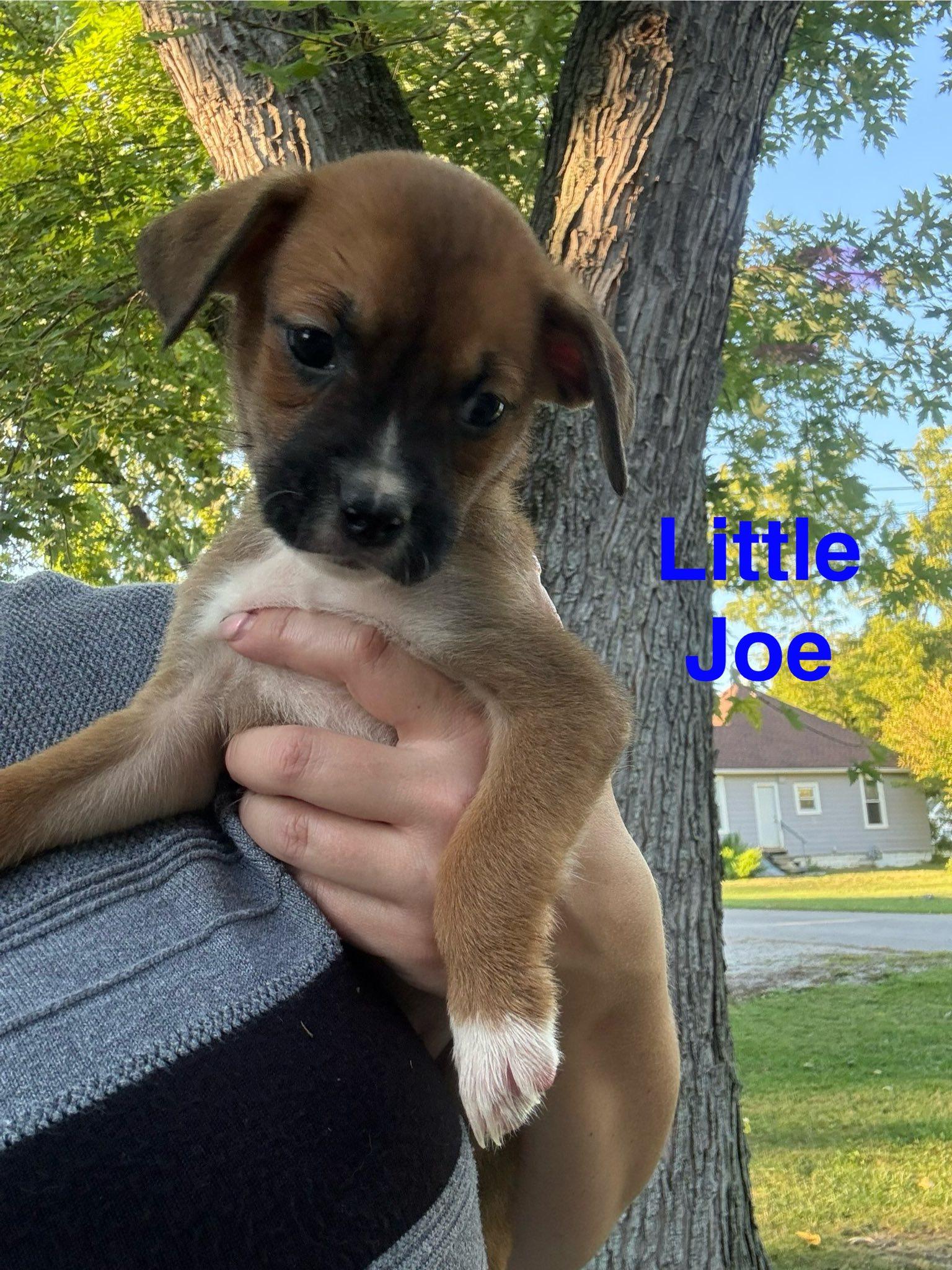 Enlarge Little Joe, a Adoptable Mixed Breed in Delphi, IN image 1/1
