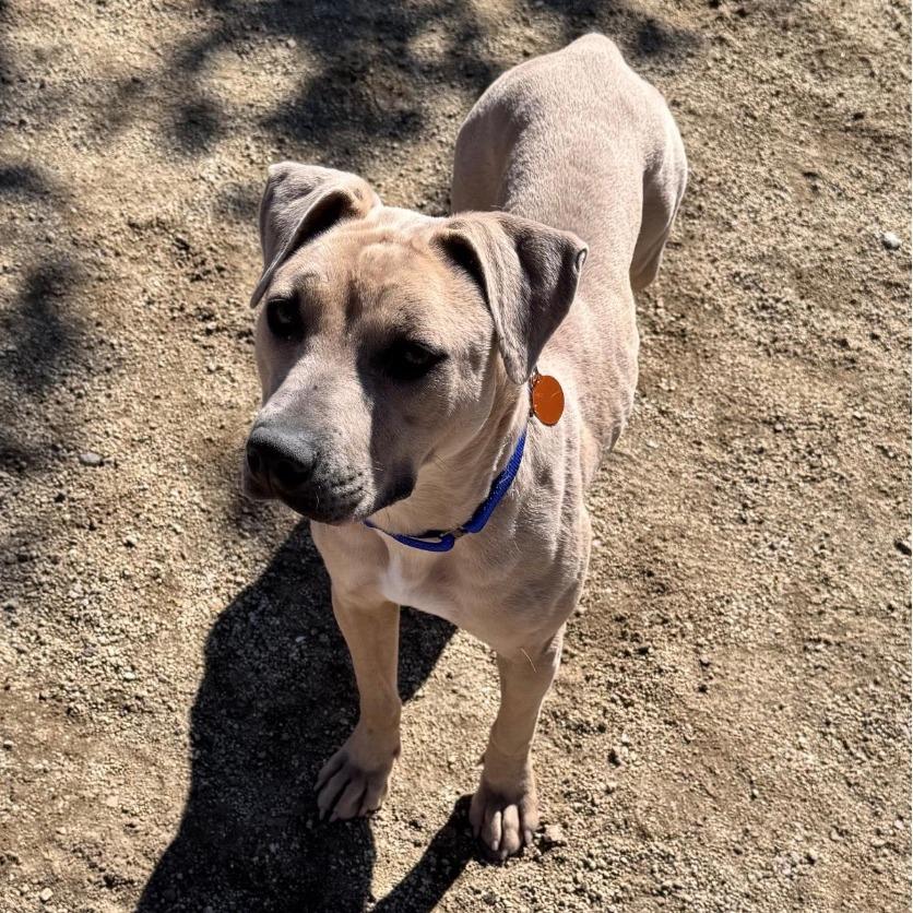 Enlarge Nylah, a Adoptable Pit Bull Terrier in Stagecoach, NV image 2/4
