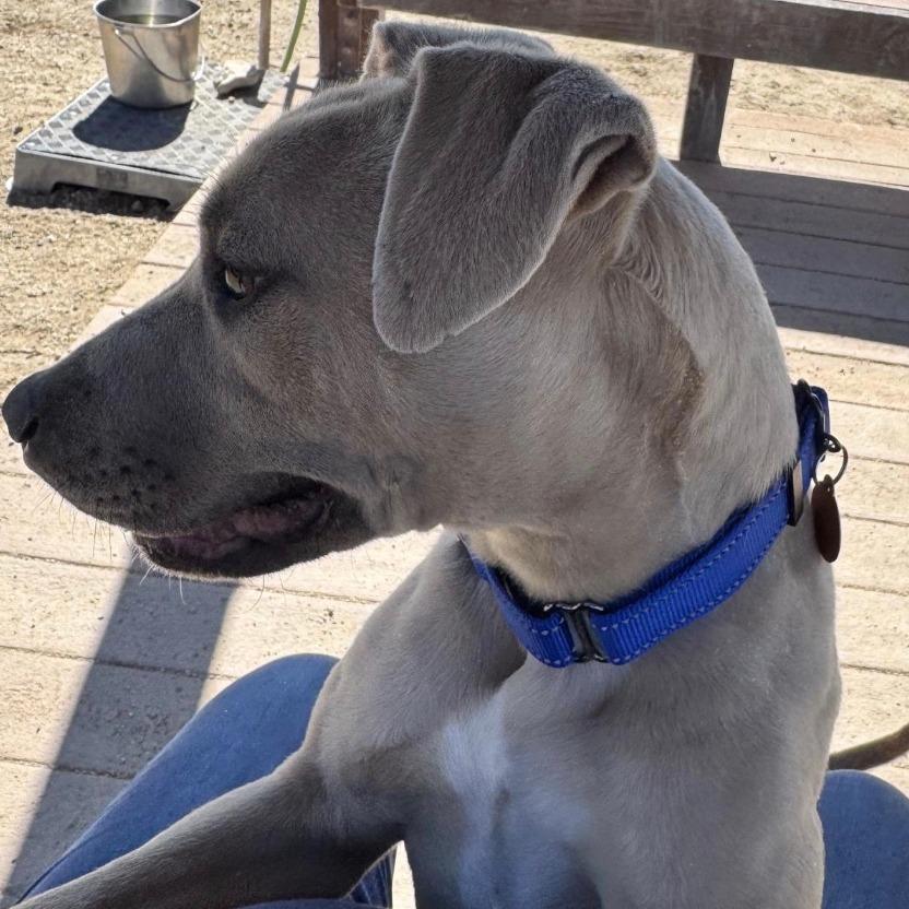 Enlarge Nylah, a Adoptable Pit Bull Terrier in Stagecoach, NV image 3/4