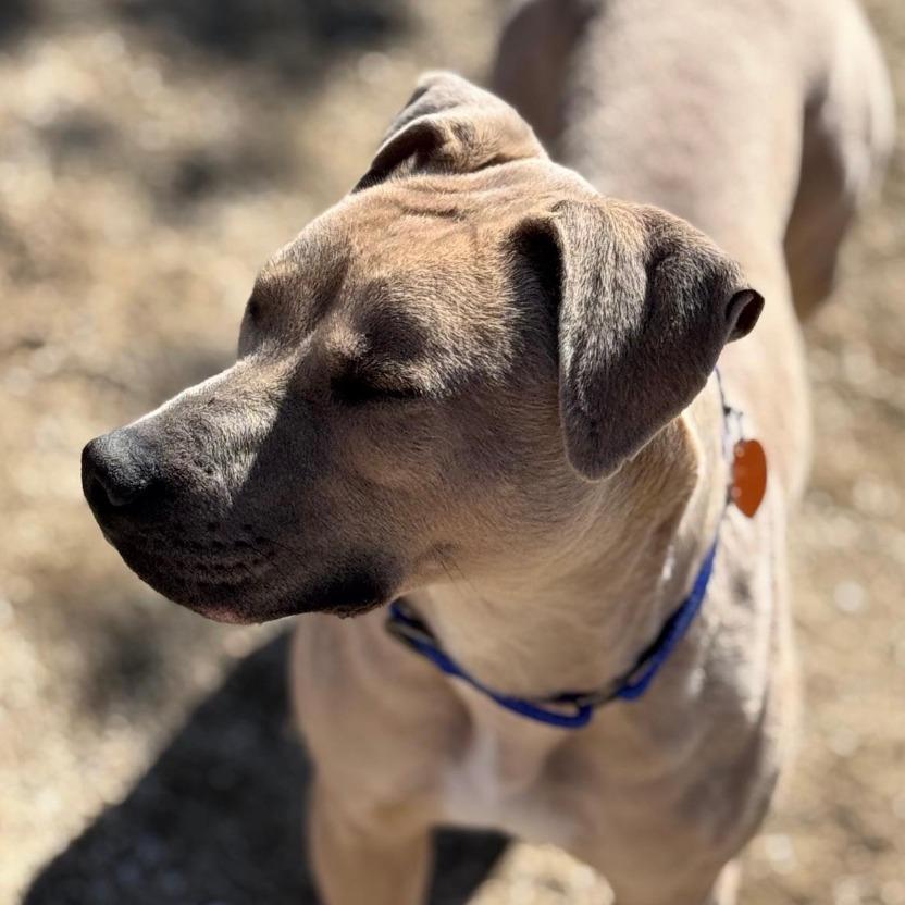 Enlarge Nylah, a Adoptable Pit Bull Terrier in Stagecoach, NV image 4/4