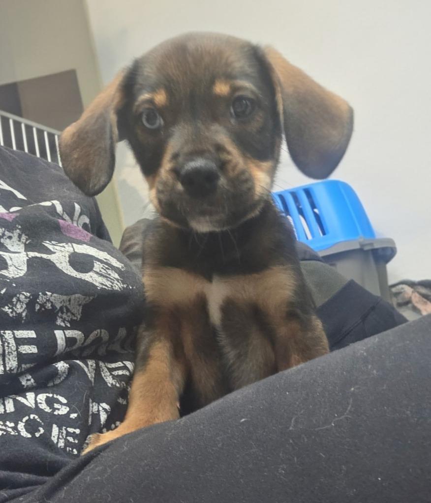 Darla, Adoptable, Puppy Female Rottweiler.