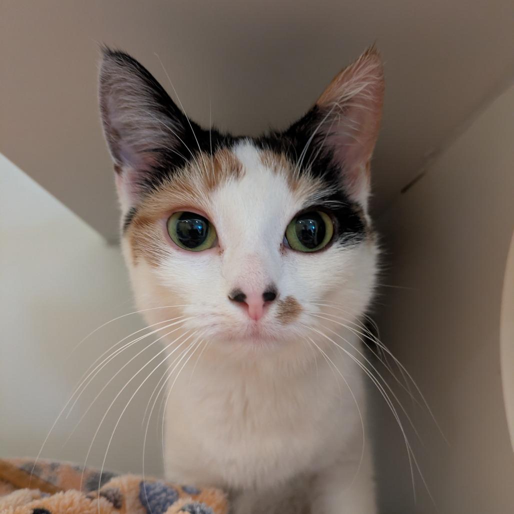 Enlarge Chimera, a Adoptable Domestic Short Hair in South Burlington, VT image 1/2