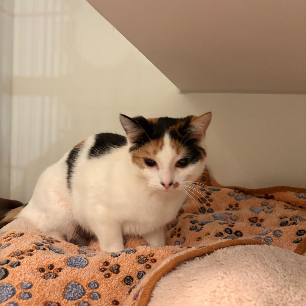 Enlarge Chimera, a Adoptable Domestic Short Hair in South Burlington, VT image 2/2