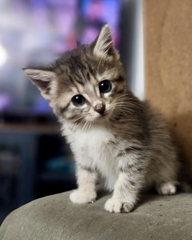 Hammy, Adopted, Young Female Domestic Short Hair.