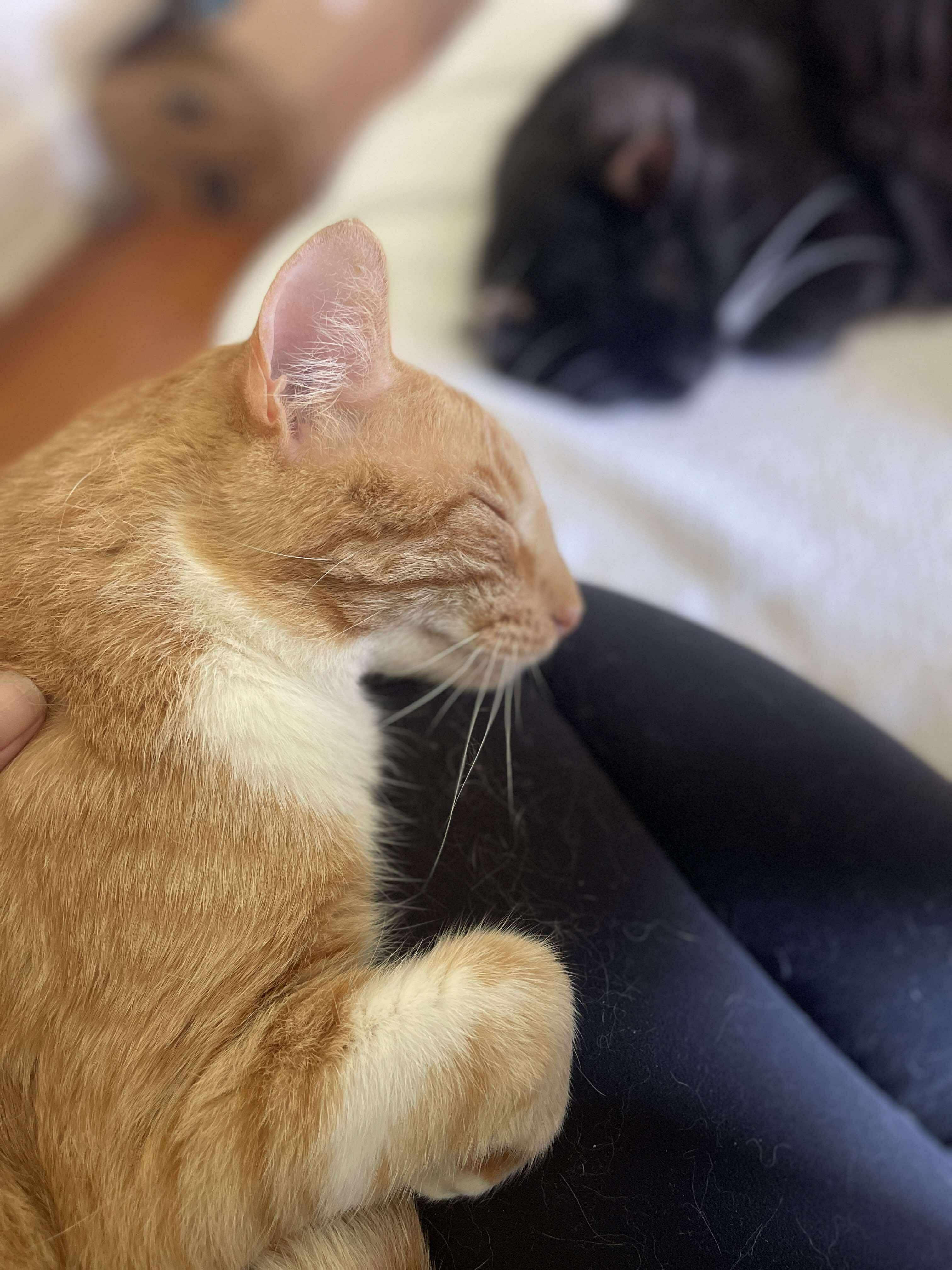 Enlarge Rusty - AKA Rustoleum, a Adoptable Domestic Short Hair in Rocky Hill, CT image 5/5