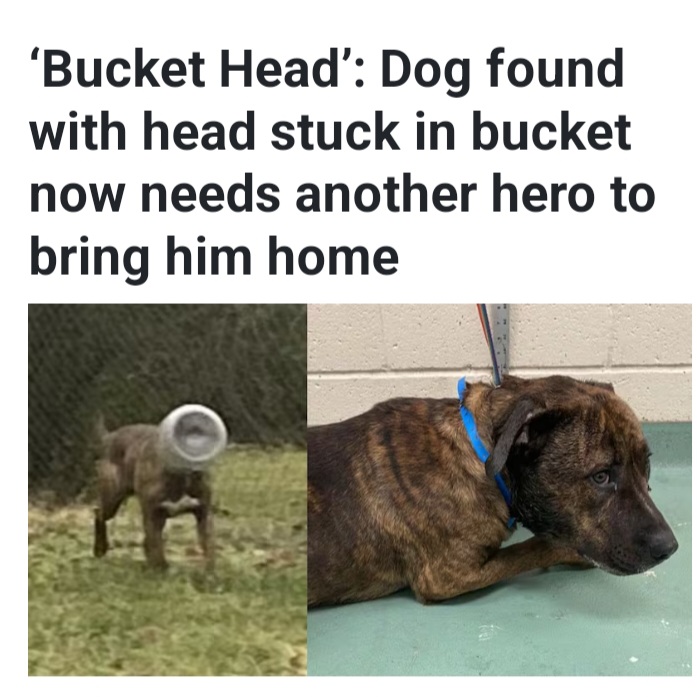 Buck
