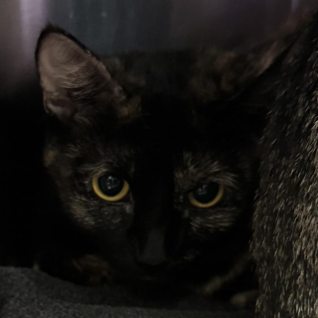 Enlarge Amethyst, a Adoptable Domestic Short Hair in Evansville, IN image 1/1