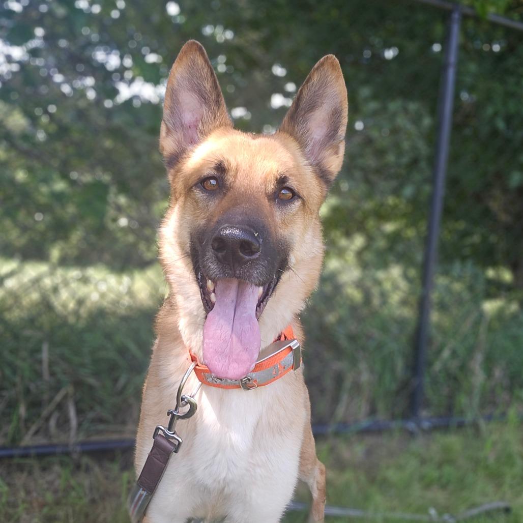 Bear, ADOPTABLE, Adult Male German Shepherd Dog.