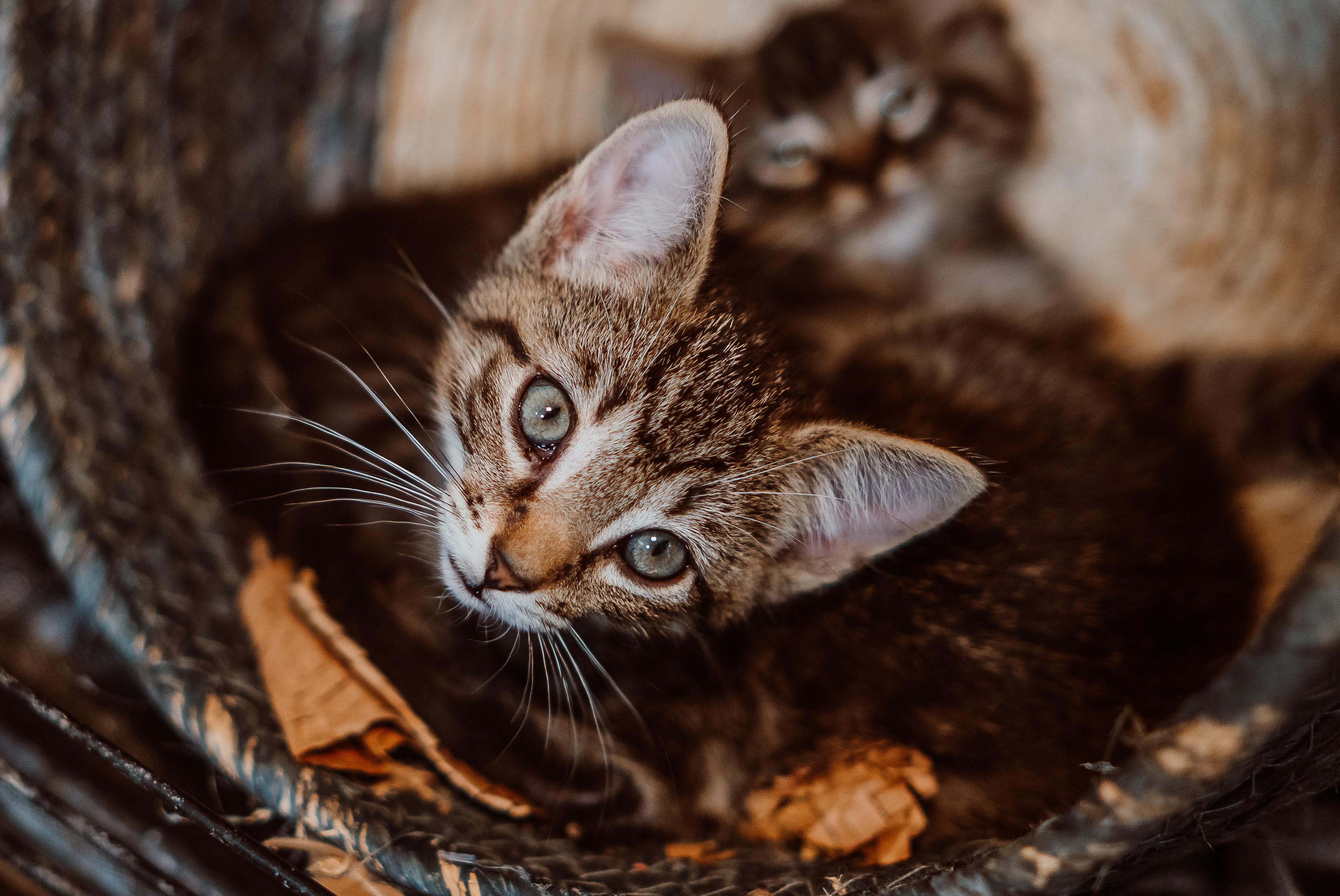 Dr. Chilton (Blue Collar)