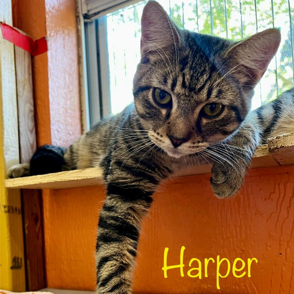 Enlarge Harper (bonded pair with Abrielle), a Adoptable Domestic Short Hair in Tulsa, OK image 1/6