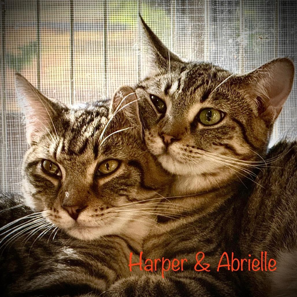 Enlarge Harper (bonded pair with Abrielle), a Adoptable Domestic Short Hair in Tulsa, OK image 2/6