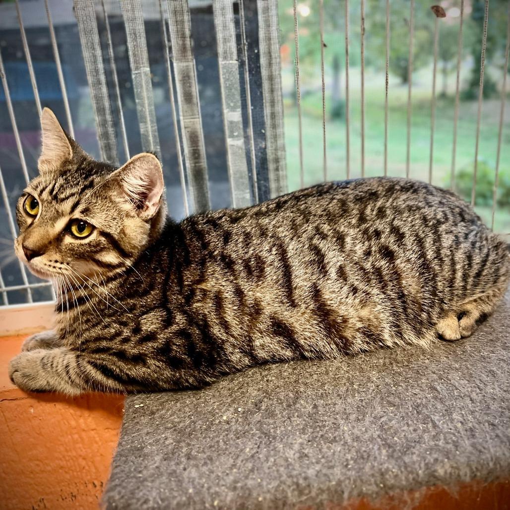 Enlarge Harper (bonded pair with Abrielle), a Adoptable Domestic Short Hair in Tulsa, OK image 3/6