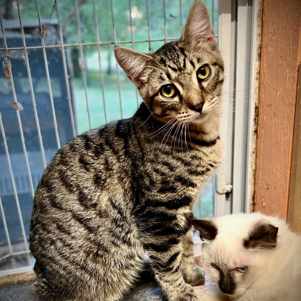 Enlarge Harper (bonded pair with Abrielle), a Adoptable Domestic Short Hair in Tulsa, OK image 4/6