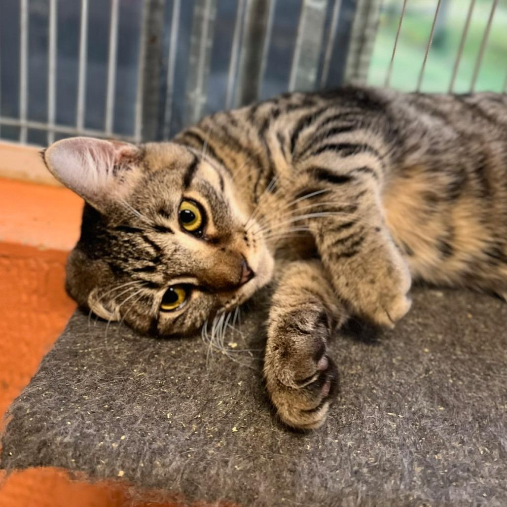 Enlarge Harper (bonded pair with Abrielle), a Adoptable Domestic Short Hair in Tulsa, OK image 5/6
