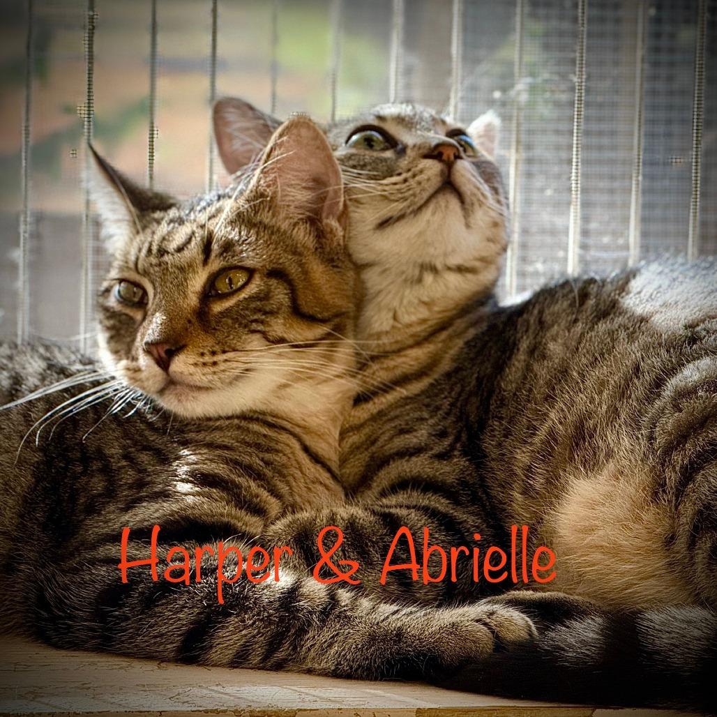 Enlarge Harper (bonded pair with Abrielle), a Adoptable Domestic Short Hair in Tulsa, OK image 6/6