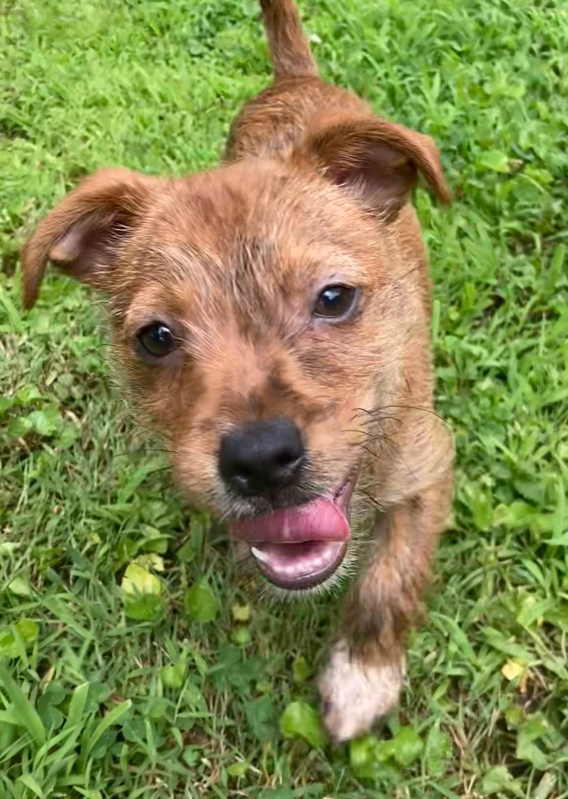 Chopper (AO36695), adopted, Puppy Male Chihuahua.