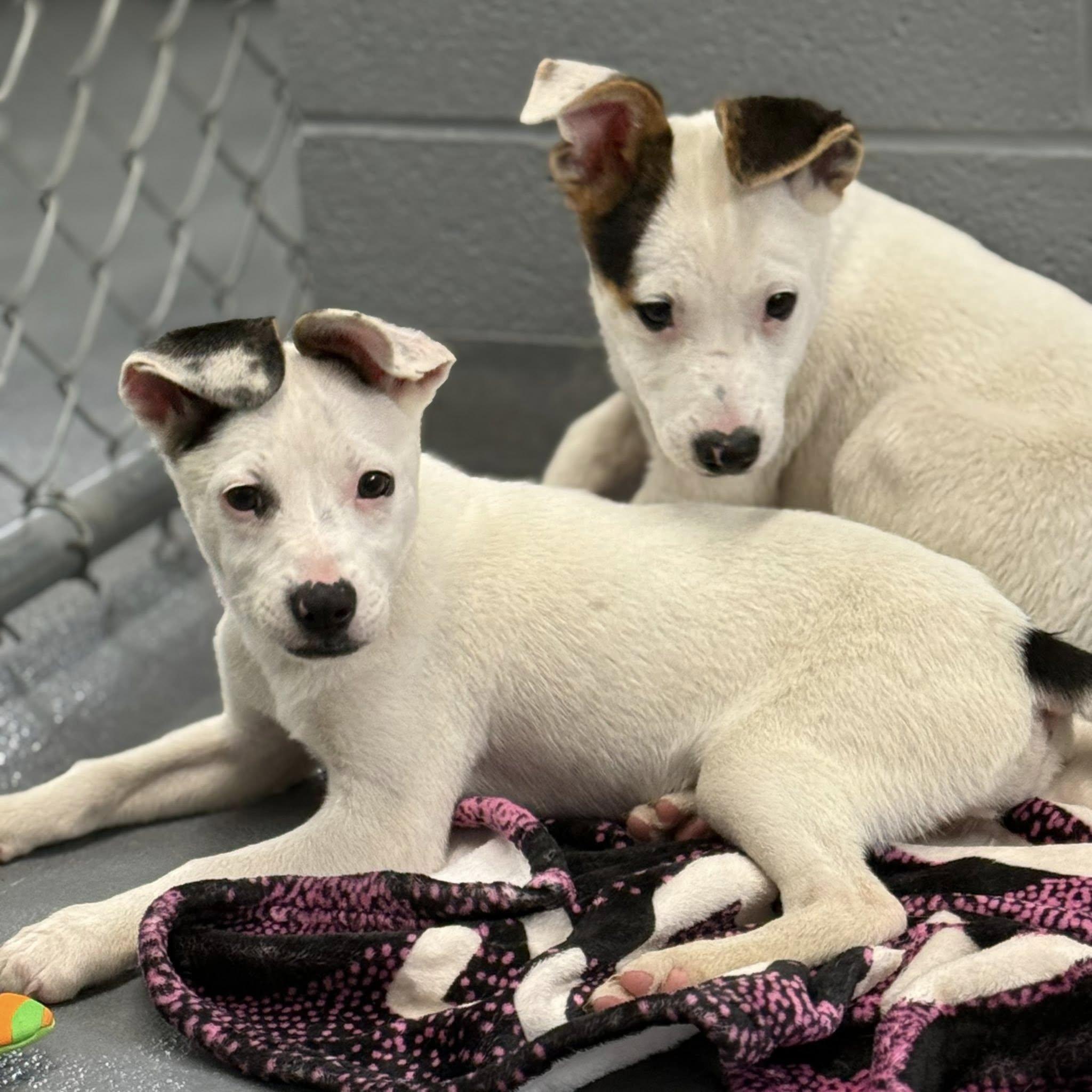 ANNIE, Adopted, Puppy Female Jack Russell Terrier.