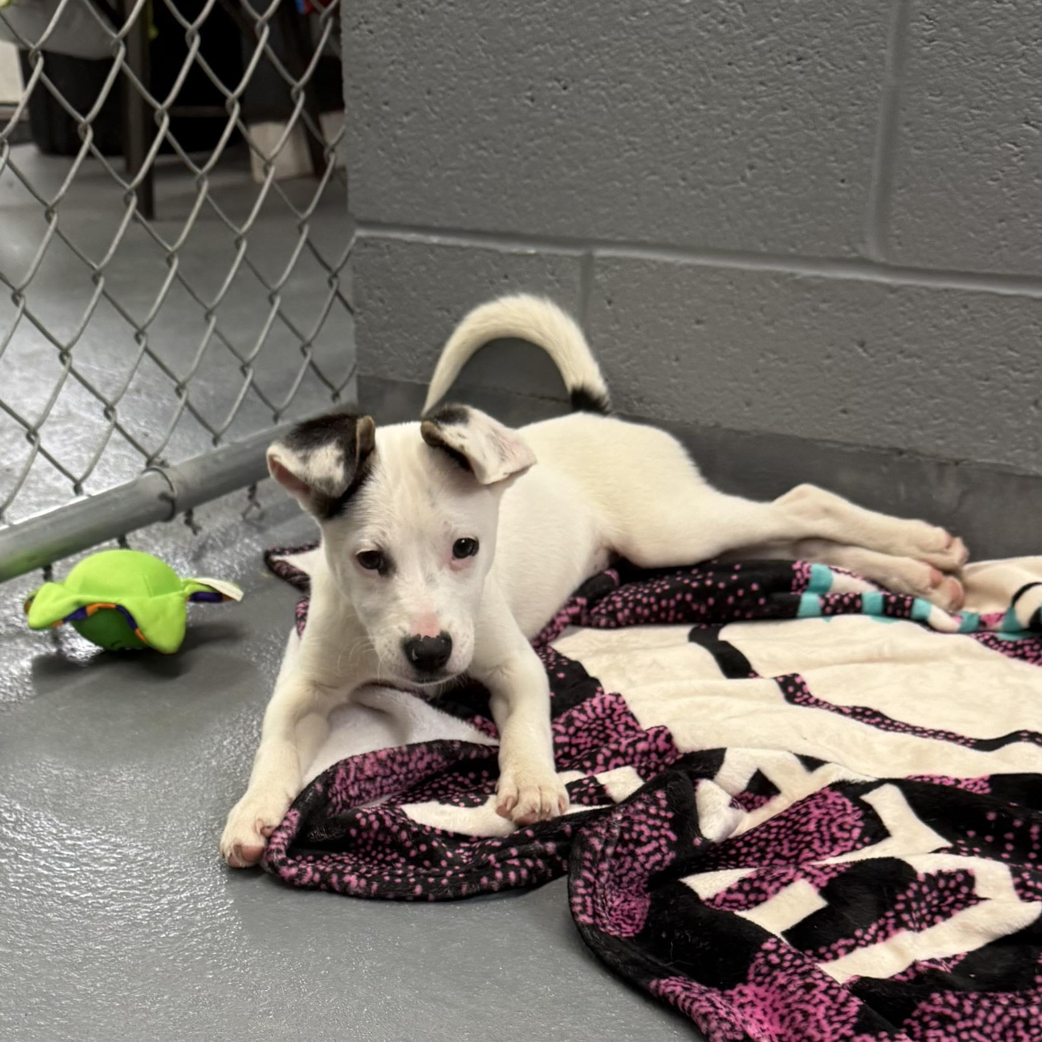 ANNIE, a Adopted mixed breed in Cadiz, OH image 3/4