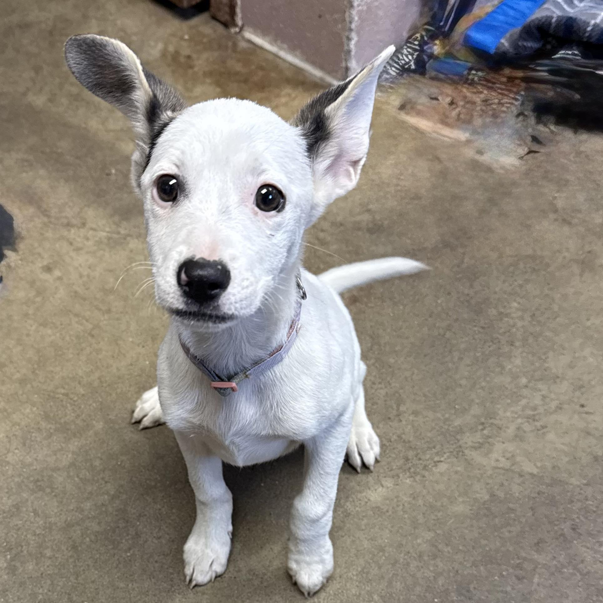 ANNIE, a Adopted mixed breed in Cadiz, OH image 4/4