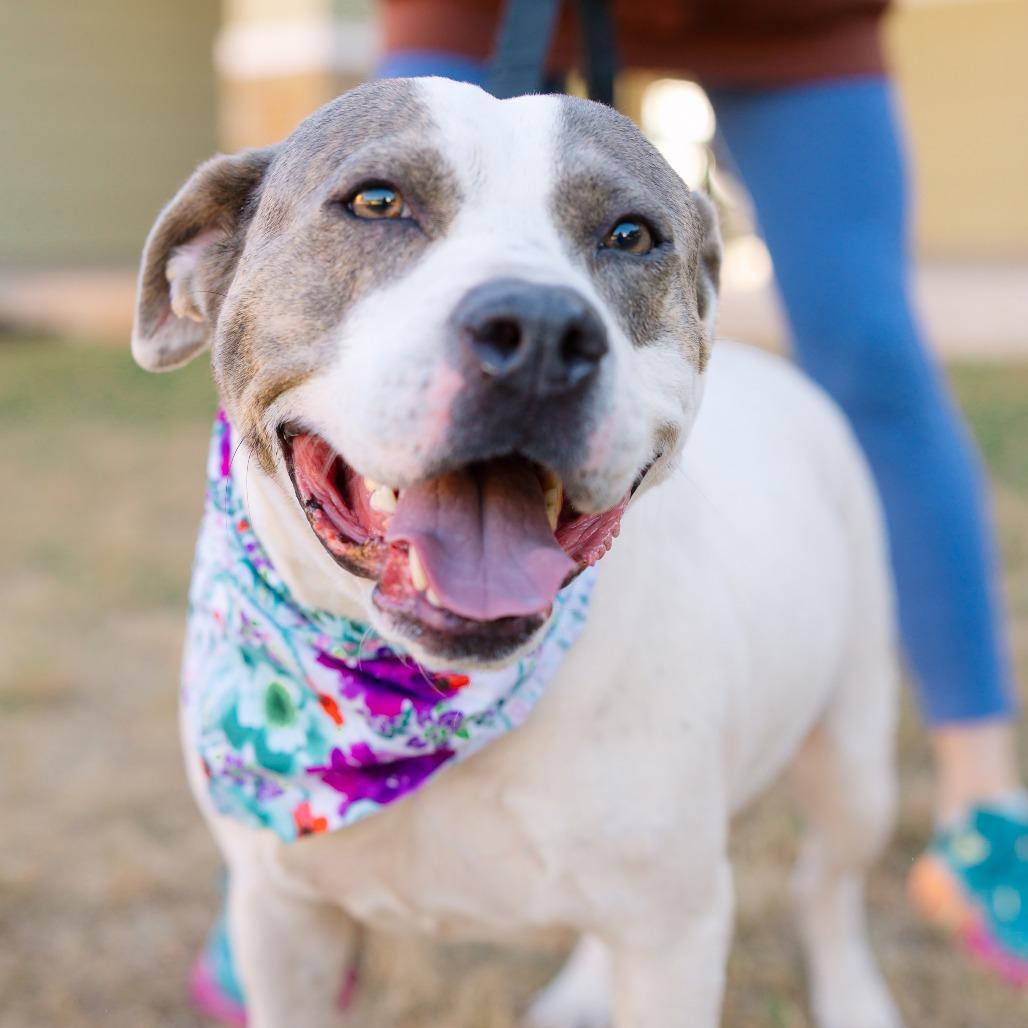 Enlarge Apple Dumpling, a Adoptable mixed breed in Austin, TX image 3/6