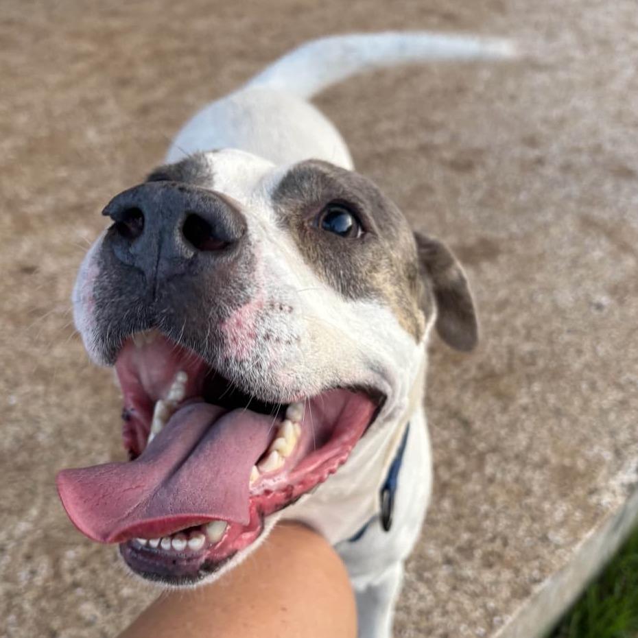 Apple Dumpling, Adoptable, Adult Female Pit Bull Terrier.