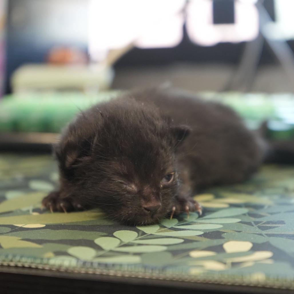 Enlarge Spacely, a Adoptable Domestic Short Hair in Coachella, CA image 1/6