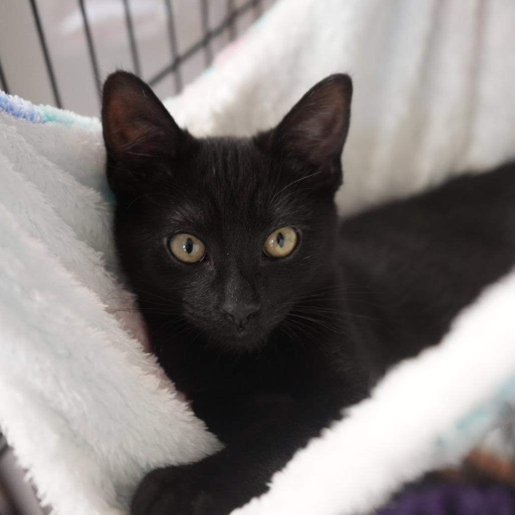 Enlarge Spacely, a Adoptable Domestic Short Hair in Coachella, CA image 2/6