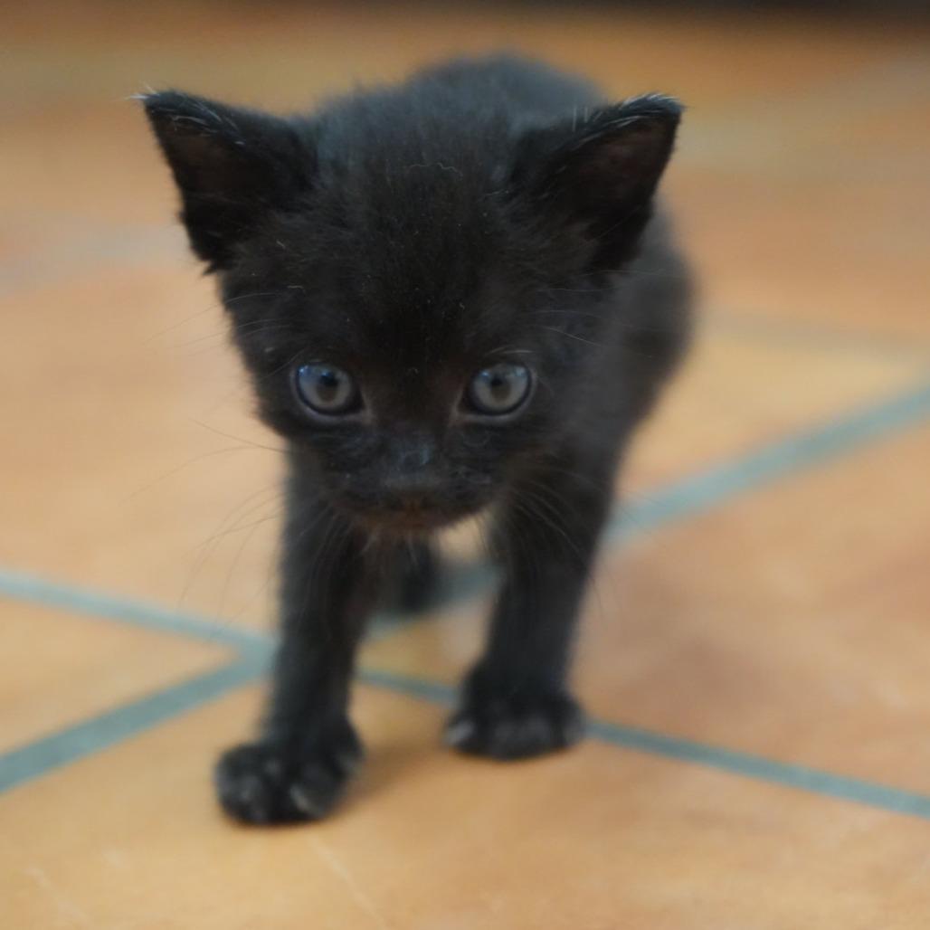 Enlarge Spacely, a Adoptable Domestic Short Hair in Coachella, CA image 3/6