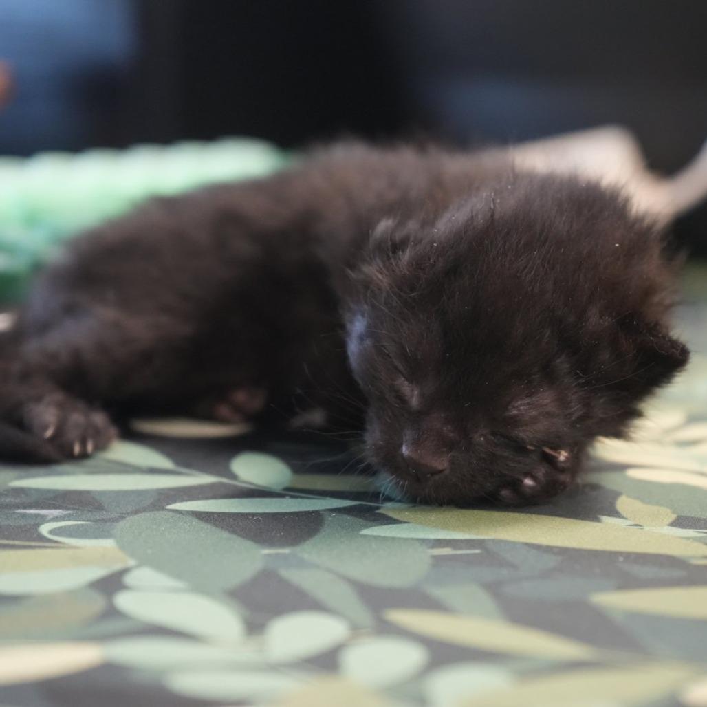 Enlarge Spacely, a Adoptable Domestic Short Hair in Coachella, CA image 5/6