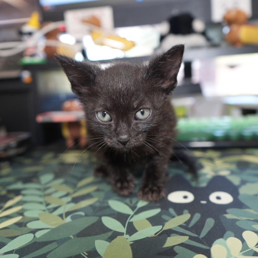 Enlarge Spacely, a Adoptable Domestic Short Hair in Coachella, CA image 6/6