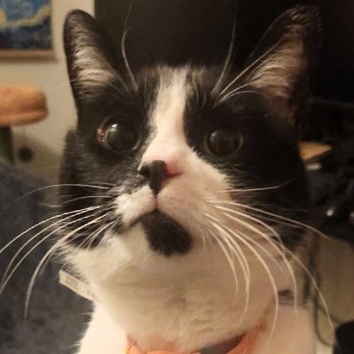 Kitty, Adoptable, Adult Female Domestic Short Hair.