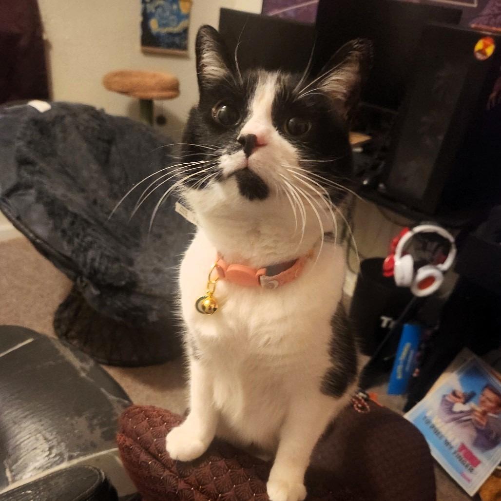 Enlarge Kitty, a Adoptable Domestic Short Hair in Shawnee, KS image 2/2