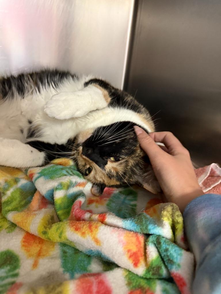 Madeleine, Adoptable, Adult Female Domestic Short Hair.