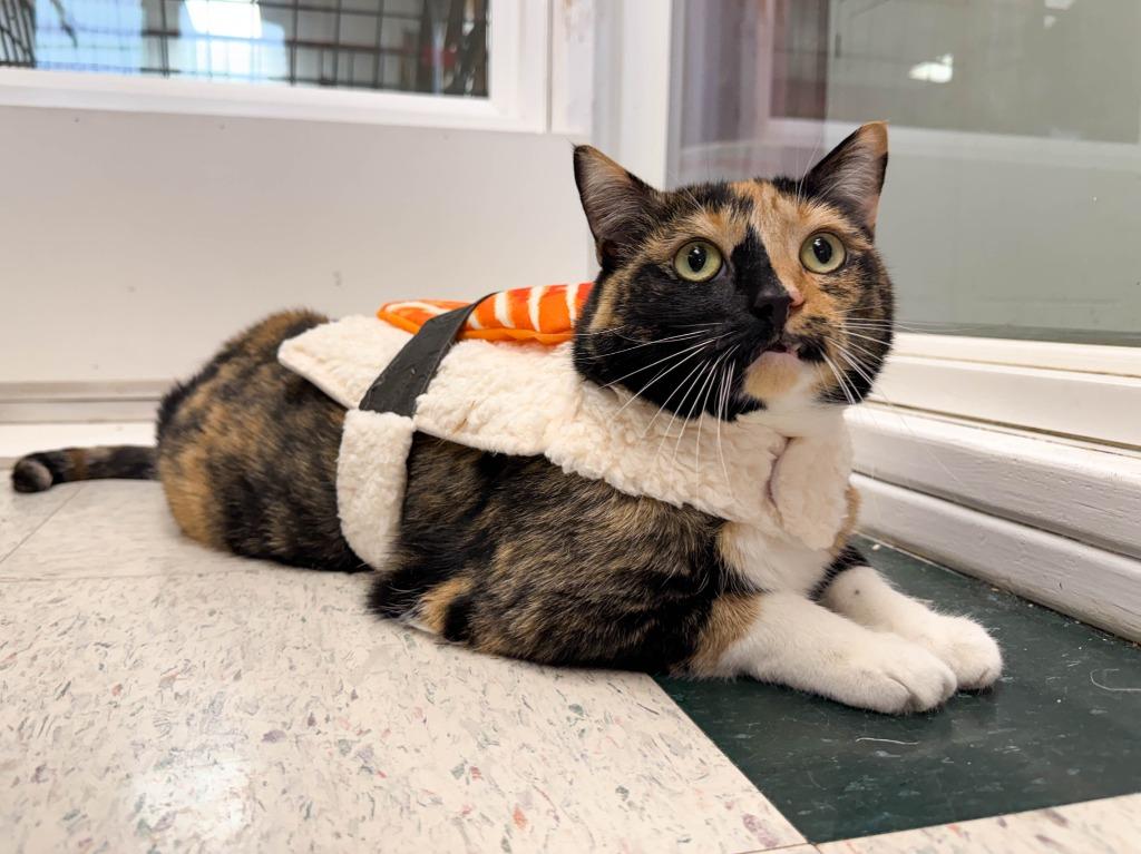 Enlarge Madeleine, a Adoptable mixed breed in Lansing, KS image 2/6