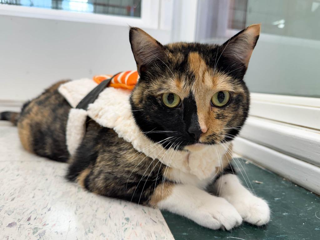 Enlarge Madeleine, a Adoptable mixed breed in Lansing, KS image 3/6