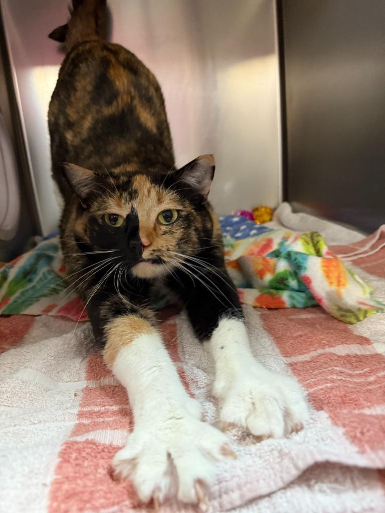 Enlarge Madeleine, a Adoptable mixed breed in Lansing, KS image 4/6