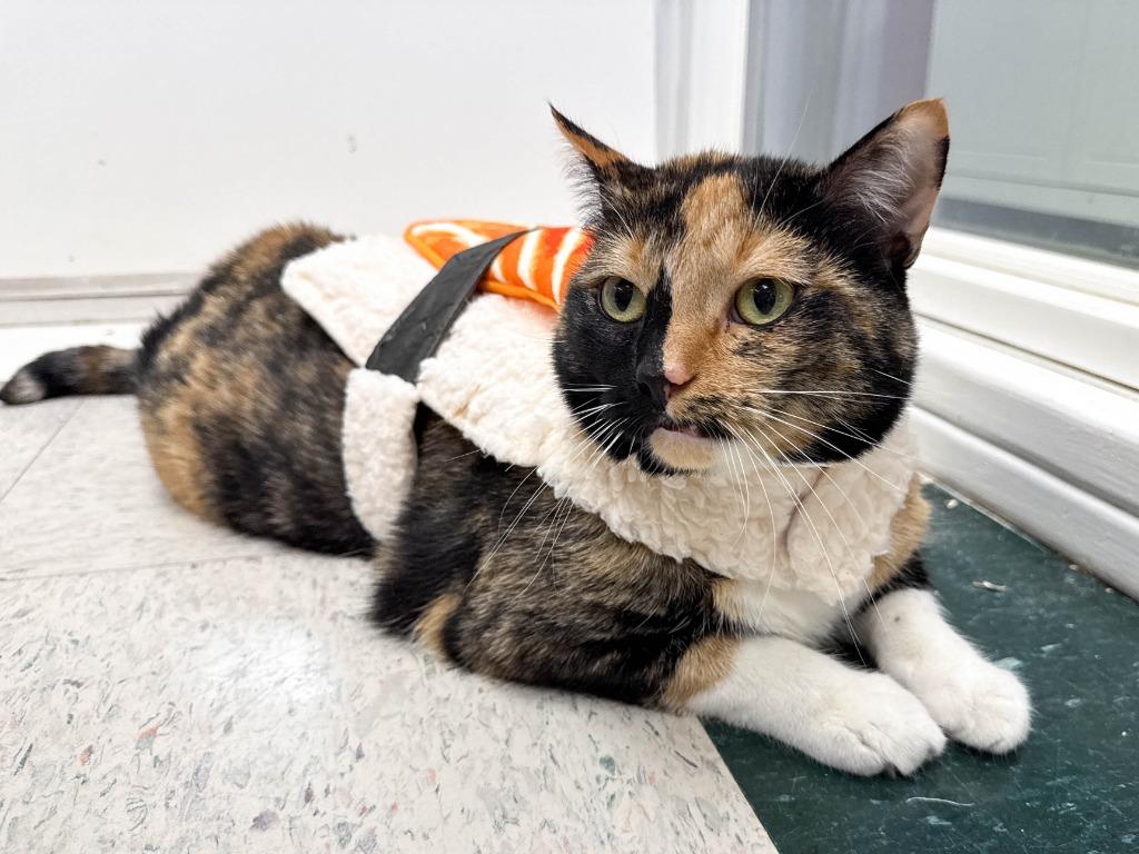 Enlarge Madeleine, a Adoptable mixed breed in Lansing, KS image 5/6