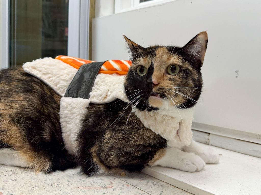 Enlarge Madeleine, a Adoptable mixed breed in Lansing, KS image 6/6