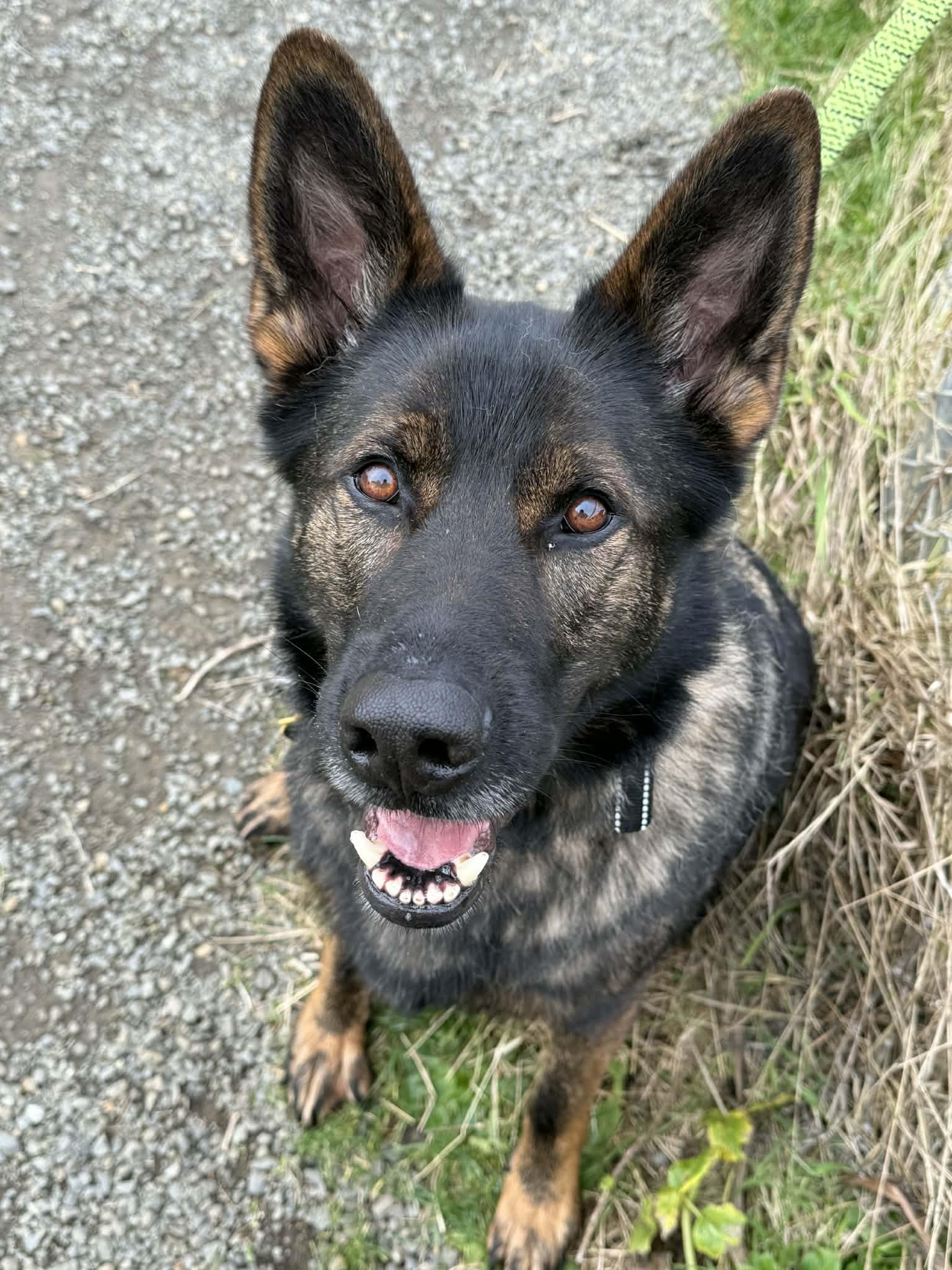 Enlarge Loki, a ADOPTABLE German Shepherd Dog in Roslyn, WA image 1/4