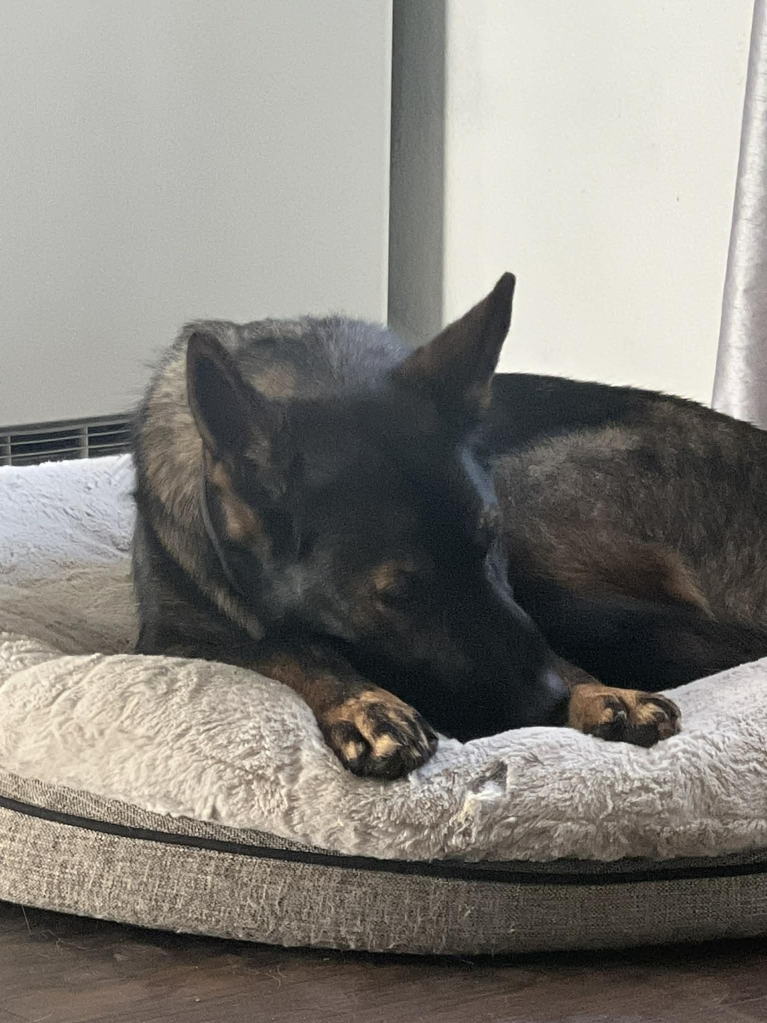 Enlarge Loki, a ADOPTABLE German Shepherd Dog in Roslyn, WA image 3/4