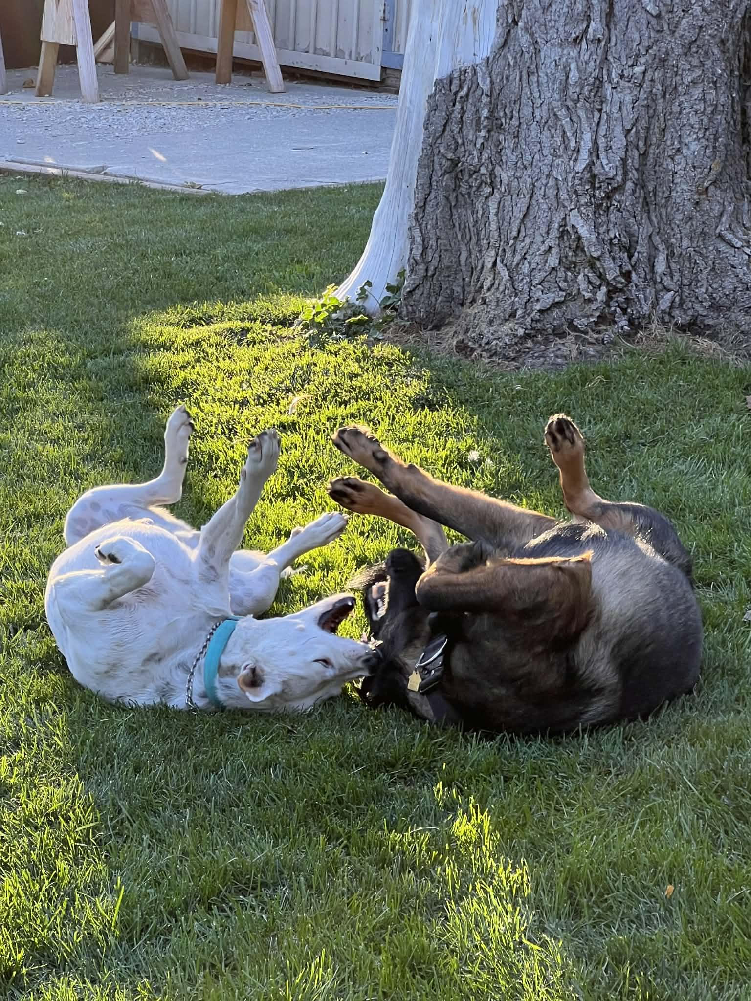 Enlarge Loki, a ADOPTABLE German Shepherd Dog in Roslyn, WA image 4/4