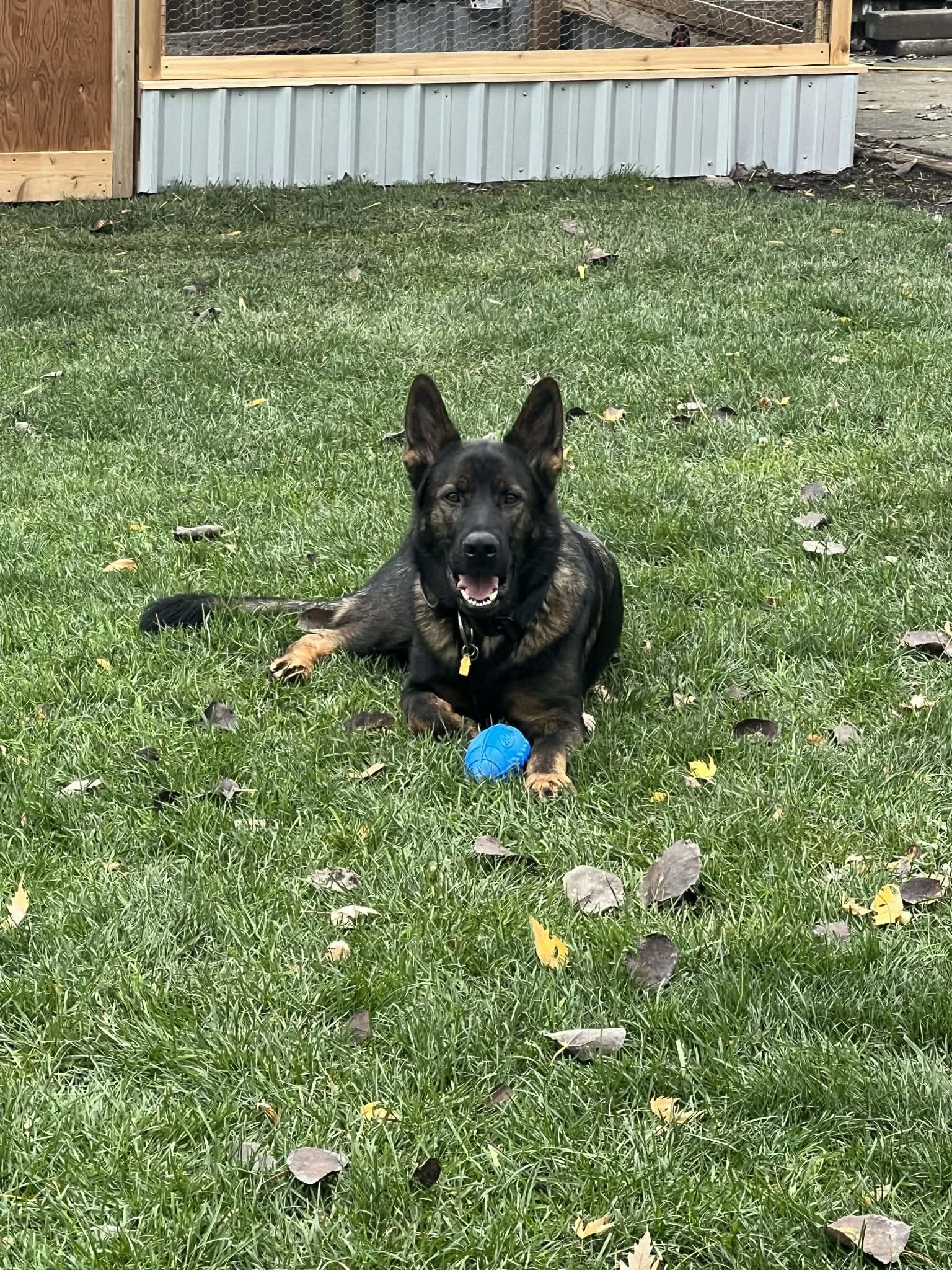 Enlarge Loki, a ADOPTABLE German Shepherd Dog in Roslyn, WA image 2/4