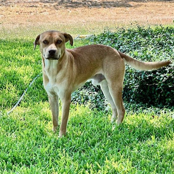 Noah, a Adoptable mixed breed in Floresville, TX image 3/3