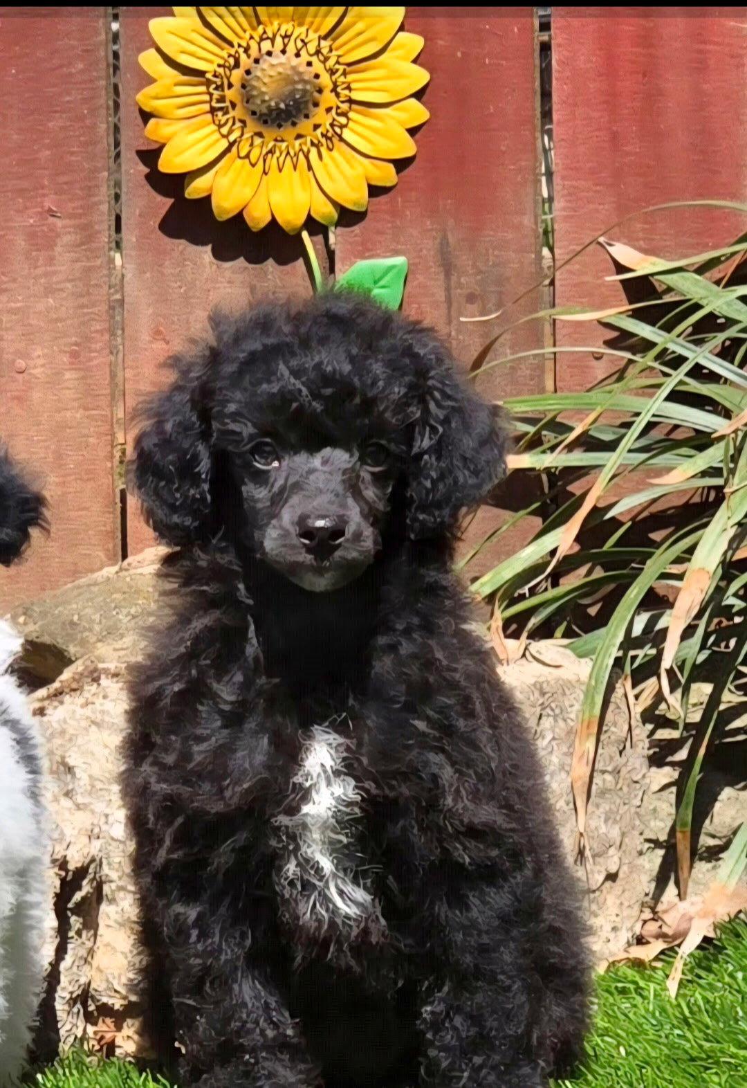 Oakley, Adoptable, Puppy Male Poodle.