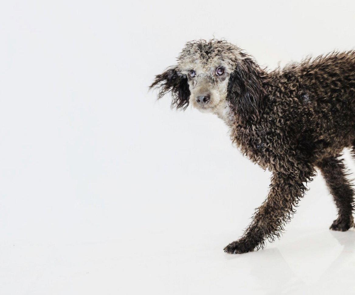 Enlarge Oakley, a Adoptable Poodle in York, SC image 2/2