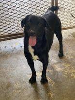 Enlarge Nino, a Adoptable mixed breed in San Juan, PR image 1/4